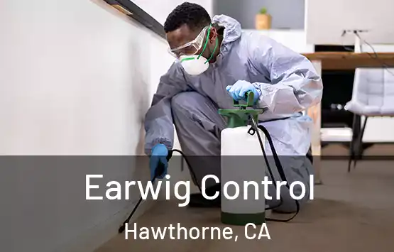  Earwig Control Hawthorne, CA