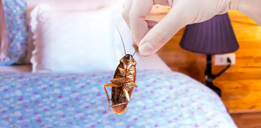 bed-bug-exterminator in Hawthorne, CA