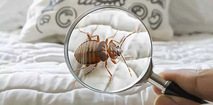 bed-bug-pest-control in Hawthorne, CA