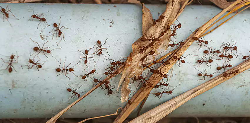 Fire Ant Extermination in Yards, Parks, and Outdoor Spaces Hawthorne, CA