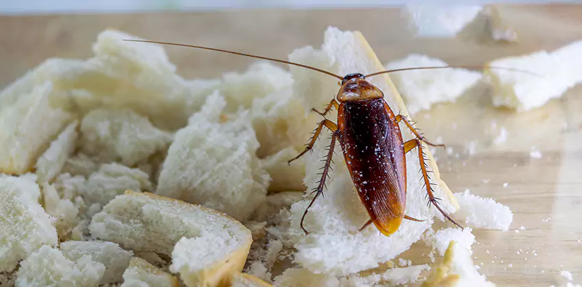 Cockroach Pest Control for Bedrooms in Hawthorne, CA