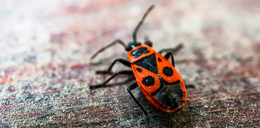 Flea Control for Humans Hawthorne, CA