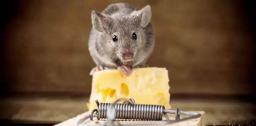 Mice Extermination for Bedrooms in Hawthorne, CA