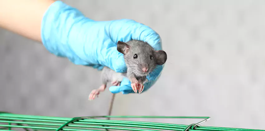 Rodent Control for Families with Children & Pets in Hawthorne, CA