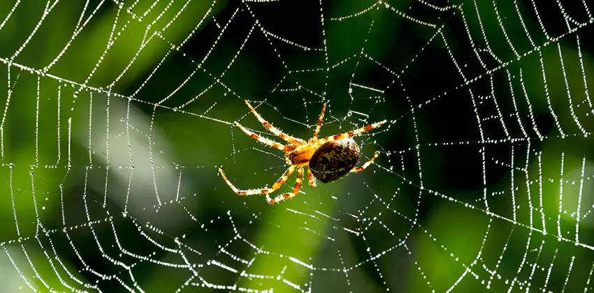 Organic and Chemical Spider Control Options Hawthorne, CA
