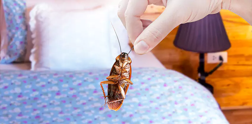 Thrips Treatment for Bedrooms Hawthorne, CA