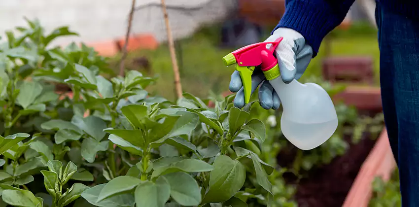 Whitefly Treatment for Bedrooms Hawthorne, CA