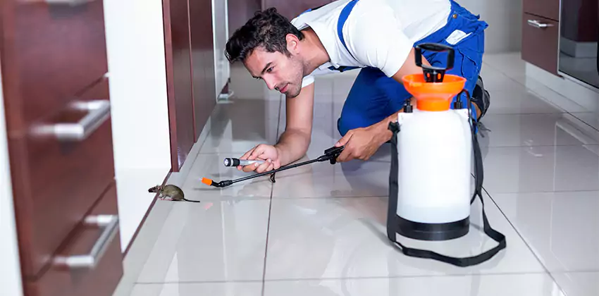 rat-inspection in Hawthorne, CA