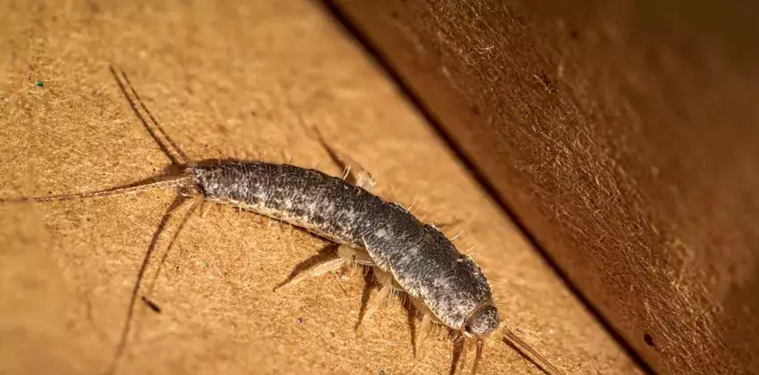 silverfish-control in Hawthorne, CA