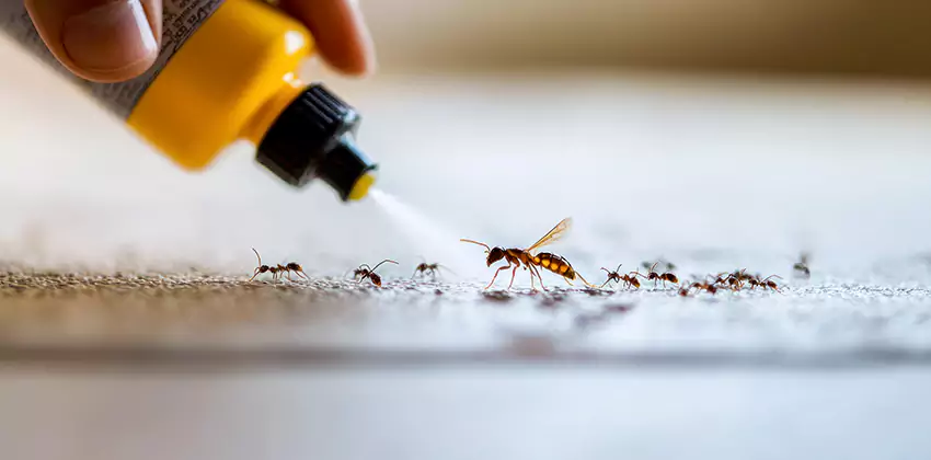 termite-control in Hawthorne, CA