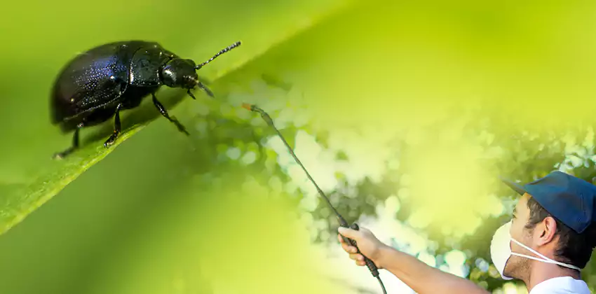 tick-control in Hawthorne, CA