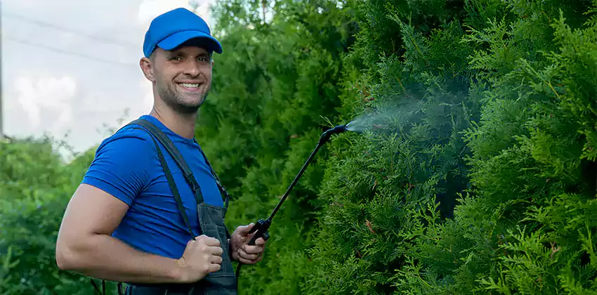 wasp-pest-control in Hawthorne, CA