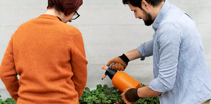 whitefly-treatment in Hawthorne, CA