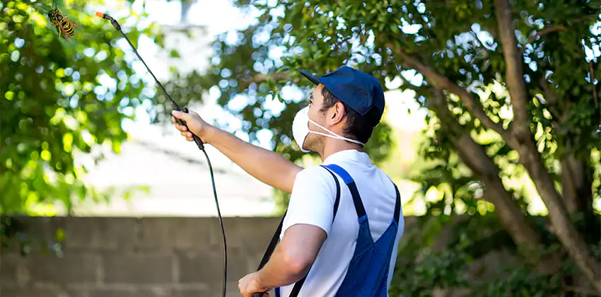 yellow-jacket-exterminator in Hawthorne, CA