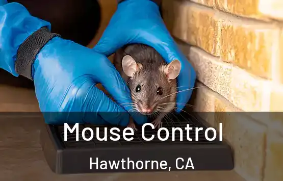  Mouse Control Hawthorne, CA