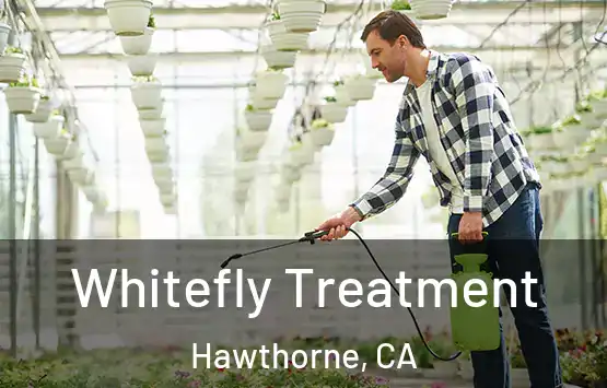  Whitefly Treatment Hawthorne, CA